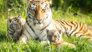 Tickets AquaZoo Leeuwarden voor €13,50 (alleen op dinsdagen) voor ANWB leden