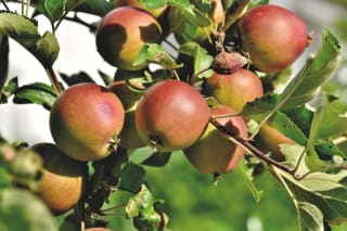Gratis peren of appelboom in de gemeente Raalte