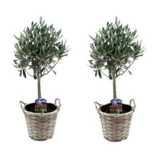 Pack de 2 oliviers sur tige - hauteur livrée : 45/55 cm à 34,90€