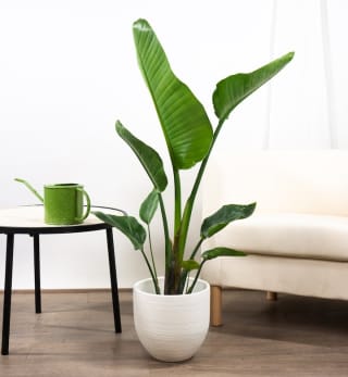 Planta gratis con pedidos superiores a 49€