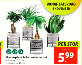 Kamerplant in keramische pot van ca. 40 cm hoog voor €5,99 bij de Lidl