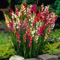50 bloembollen Ixia mix rood-roze-wit voor €2,60