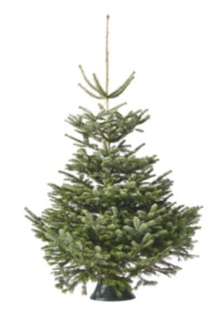 Kerstboom Nordmann gezaagd - A-kwaliteit - H 150-175cm voor €7,99 bij de Gamma