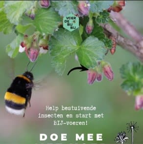 Wordt gratis een Voedselbank voor Bijen en ontvang gratis zakjes bloemzaad om uit te delen