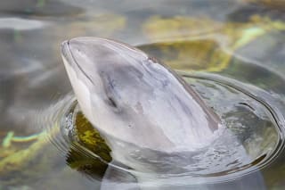 Tickets voor een dagje Dolfinarium voor maar €15,40 via Actievandedag