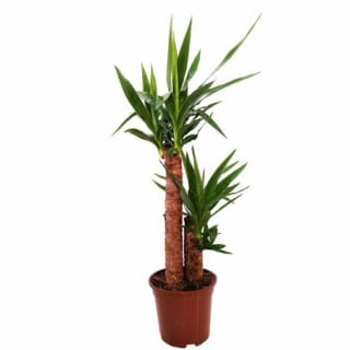 Planta Yucca 60-65cm por solo 4,99€