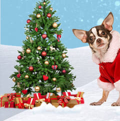 Código 10€ Descuento artículos mascotas en Kiwoko