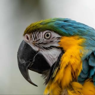 -32 % korting Dagentree Papegaaienpark Zoo Veldhoven 9.50 euro ipv 14 euro via social deal