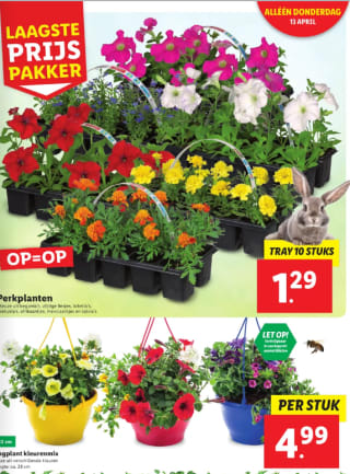 Plantjes markt met bv perkplatjes voor €1,29 per tray bij de Lidl