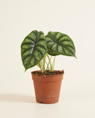 1+1 gratis op plantjes bij PLNTS