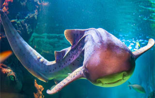 Tickets voor Sealife Blankenberge voor €15,60 via Tripper
