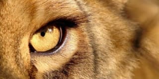 Aventura en Sudáfrica por 1499€ por persona.