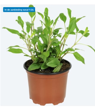 Diverse vaste planten voor €0,99 bij de Aldi