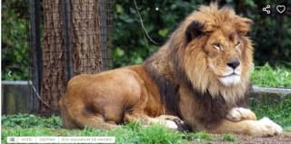 Zoo Aquarium de Madrid , Hotel + Entrada 42€ por persona