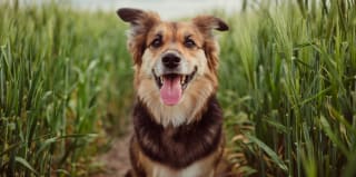 Gratis hondenvoer proefpakket bij Aveve