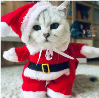 Disfraz Papá Noel para gatos desde 5,34€