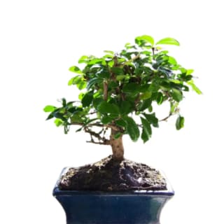 Bonsai de 5 años por 11,24€