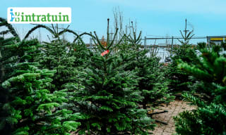 Kerstboomvoucher voor een Nordmanniana-kerstboom van 150-175 cm bij Intratuin