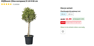 Olijfboom (Olea europaea) D 18 H 80 cm voor €12,99 bij de Gamma