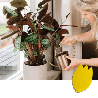 Pokon Bio Vangplaatjes Tegen Rouwvliegjes gratis aan te vragen