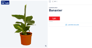 Bananier GARDENLINE à 3,49€
