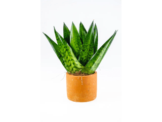 Kamerplant in pot voor €2,99 bij de Lidl