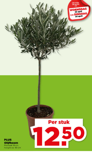 Olijfboom hoogte ca 90 cm voor €12,50 bij de Plus