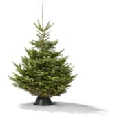 Diverse Nordmann kerstbomen voor €15 bij de Gamma