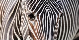 Sudáfrica con Safari y Tour al Cañón del río Blyde por 1399€ por persona.