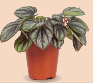 Gratis baby plantje naar keuze bij je bestelling bij Plantsome