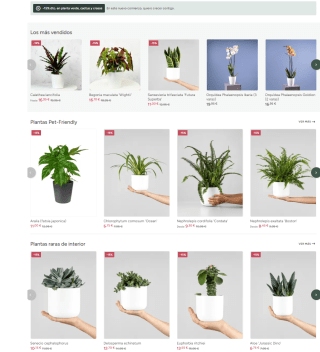 15% dto en planta verde, cactus y crasas