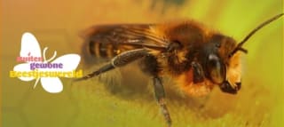 10% korting op insectenhotels bij Vivara