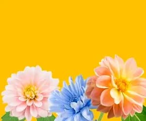 25% korting op bloembollen bij The Bulb Farmers