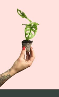 Bebé Monstera Adasonii por 3,99€