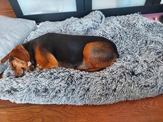 FEANDREA XXL hondenmand 122 x 74 cm voor €24,17 bij Amazon NL