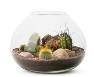 Naturalys Terrario Naturalys La Paz 3 plantas por 20,45€