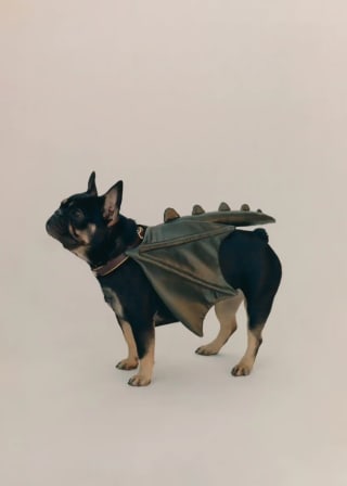Dragón arnés para perro por 1,99€