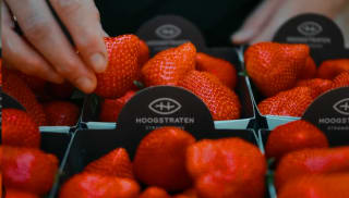 500 g Belgische aardbeien voor €1,99 bij AH