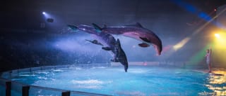 Tickets voor Boudewijn Seapark voor €16,50