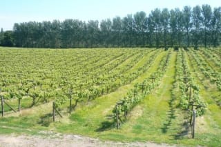 Vineyard Tour & Tasting to Two for £7 at BuyAGift