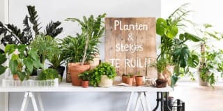 Kamerplanten- en stekjesruilbeurs + 20% korting op bijna alle binnen- en buitenpotten bij Intratuin op 1 februari