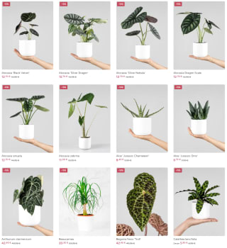 15% dto en planta verde, cactus y crasas