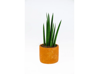 Kamerplant in pot voor €2,99 bij de Lidl