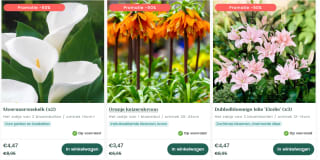 50% korting op bloembollen bij Bakker