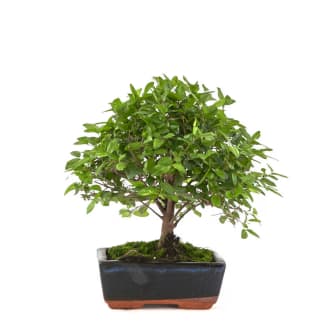 Mistral Bonsai Sageretia theezans Ciruelo dulce chino 5 años por solo 24,99€