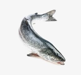 Saumon entier la pièce de 4,5kg à 99,99€