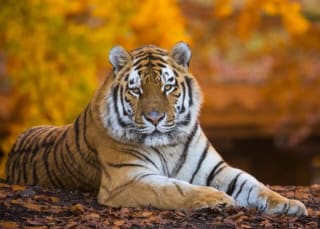 Tickets voor Pairi Daiza Dierentuin nu voor €25