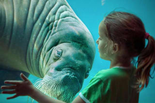 Winter Dolfinarium voor €16,95