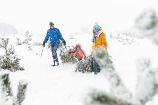 Zaag je eigen kerstboom Gratis op de Hoge Veluwe