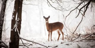 Escapada de cuento a Selva Negra alemana para 2 personas desde 378€.